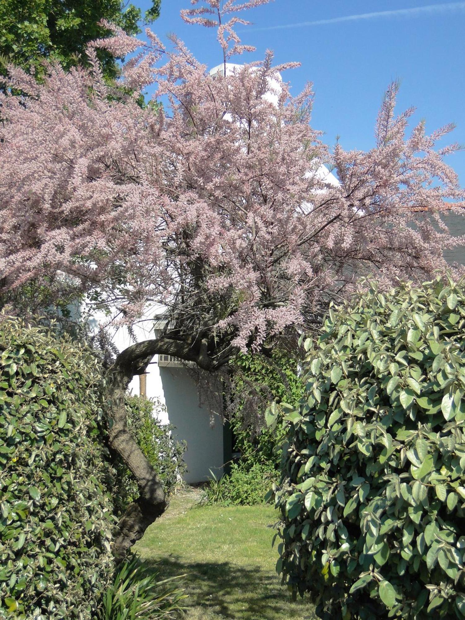 Hotel Aux Tamaris Sauzon Luaran gambar